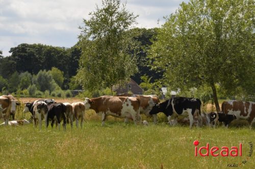 Open dag Boerderij Ruimzicht (28-06-2025)