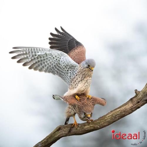 Uilen in de gemeente Lochem (04-07-2024)